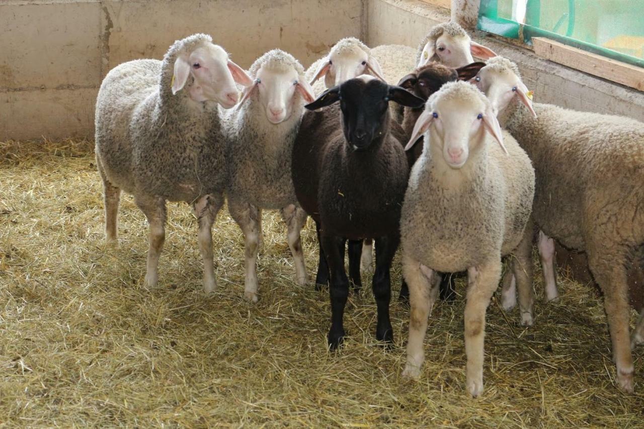 فيلا Lindlhof Fam. Taferner Sankt Andrä المظهر الخارجي الصورة